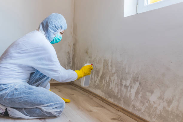 Licensed Basement Mold Remediation service in Cumberland, MD - Car Mold Remediation