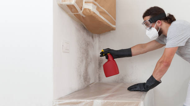 Professional Basement Mold Remediation technician working in Cumberland, MD